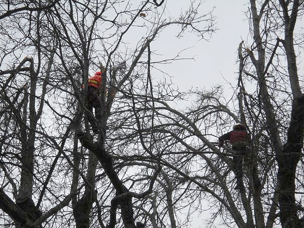 Professional Arborists